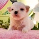 マルチーズ　男の子<BR>2024年2月14日生まれ<BR>ホワイト