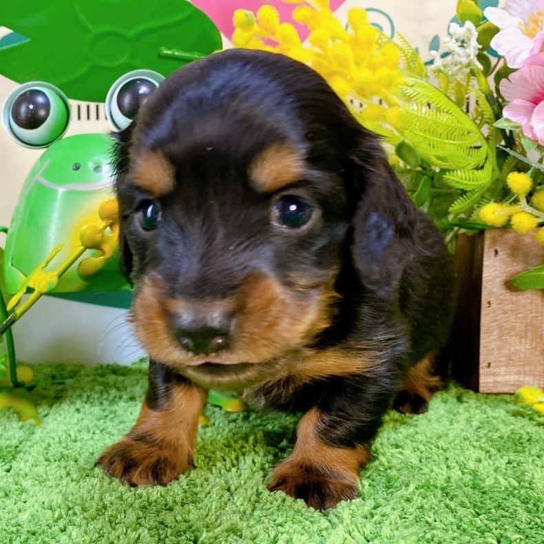 ミニチュアダックス　男の子<BR>2024年2月3日生まれ<BR>ブラックタン