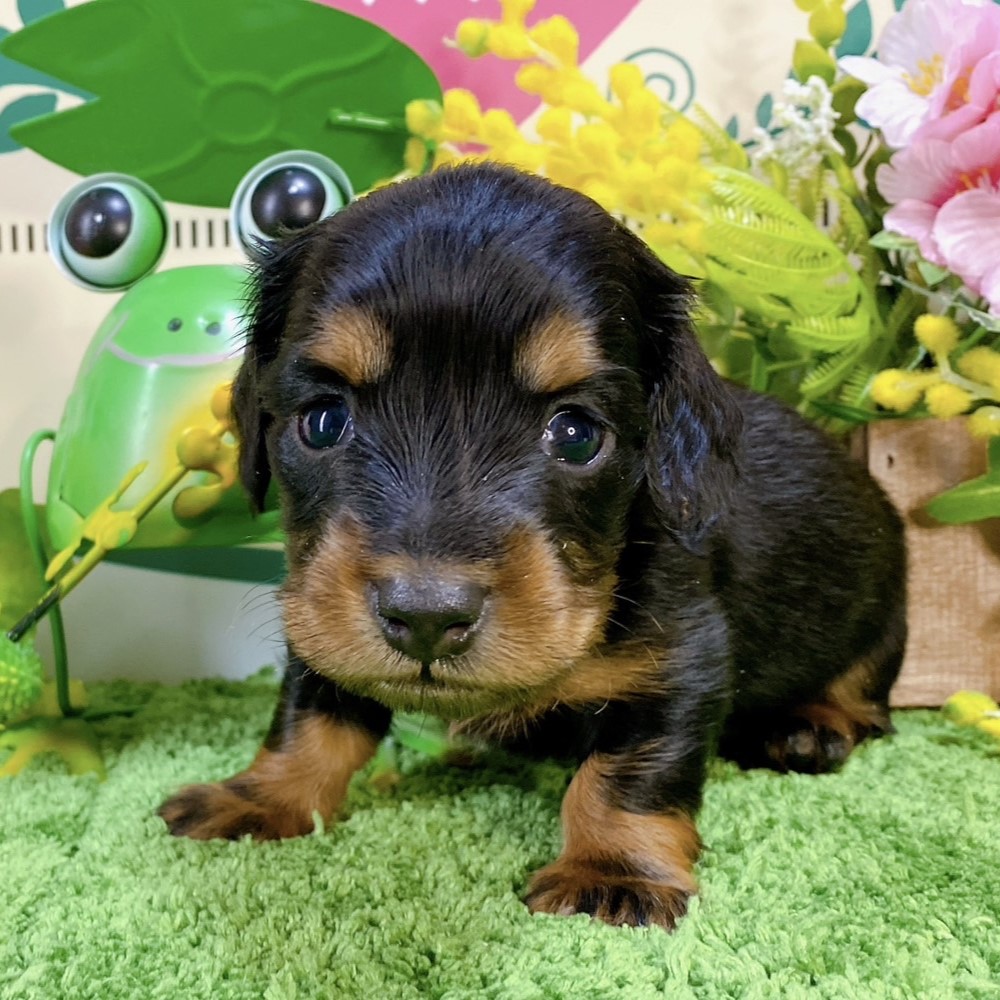 ミニチュアダックス　男の子<BR>2024年2月3日生まれ<BR>ブラックタン
