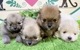 ポメラニアン　男の子<BR>2024年2月14日生まれ<BR>オレンジセーブル