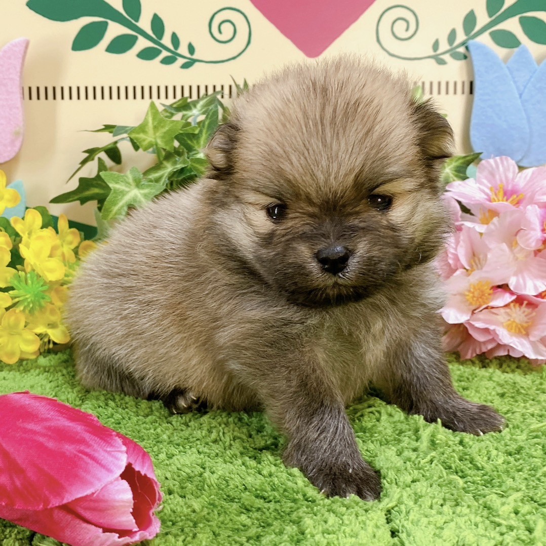 ポメラニアン　女の子<BR>2024年2月14日生まれ<BR>ウルフセーブル