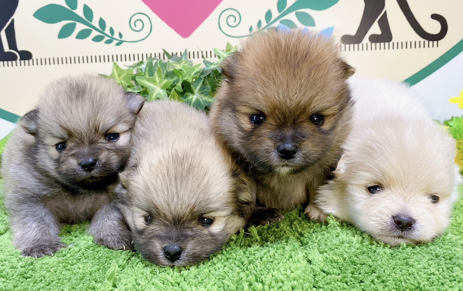 ポメラニアン　女の子<BR>2024年2月14日生まれ<BR>ウルフセーブル