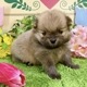 ポメラニアン　女の子<BR>2024年2月14日生まれ<BR>ウルフセーブル