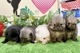 ポメラニアン　男の子<BR>2024年2月24日生まれ<BR>ウルフセーブル