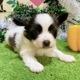 パピヨン　男の子<BR>2023年11月1日生まれ<BR>ホワイト＆ブラック