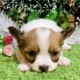 パピヨン　女の子<BR>2023年11月1日生まれ<BR>ホワイト＆ブラウン