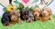 ミニチュアダックス　女の子<BR>2024年7月4日生まれ<BR>ブラックタン