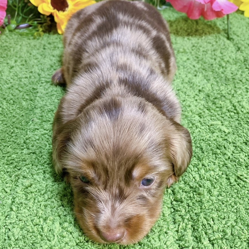 チョコダップル！プロフィール見てください 🍀オーナー様募集中🍀 ①②チョコイエロー男の子 ③シルバー