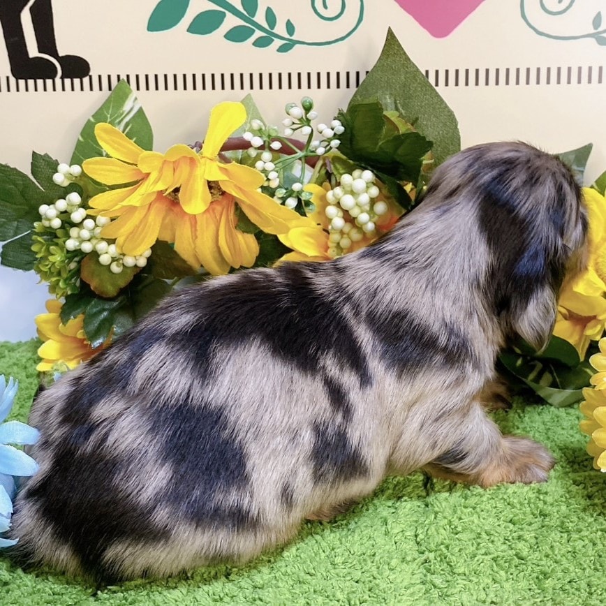 シルバーダップル R06/4/16産まれ シルバーダップル オス - ダックス専用犬舎INK