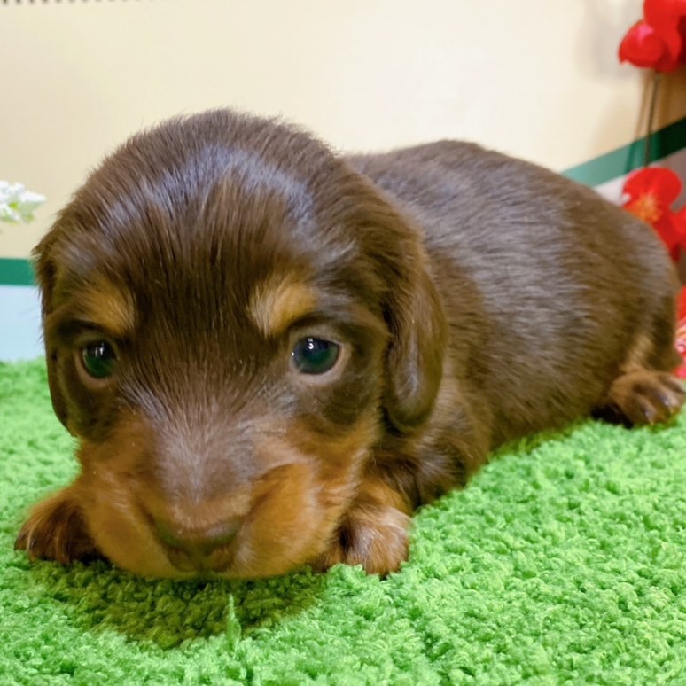 ミニチュアダックス　女の子<BR>2023年12月1日<BR>チョコレートタン