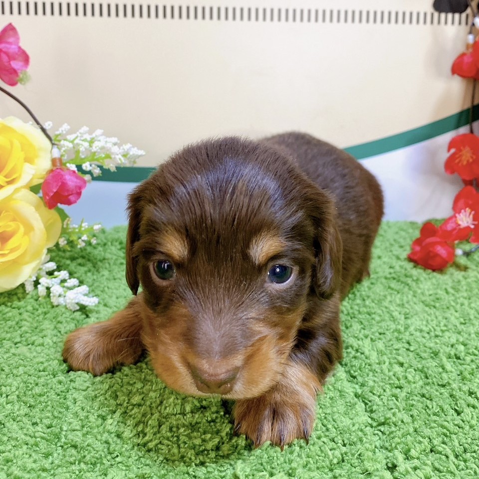 ミニチュアダックス　女の子<BR>2023年12月1日<BR>チョコレートタン