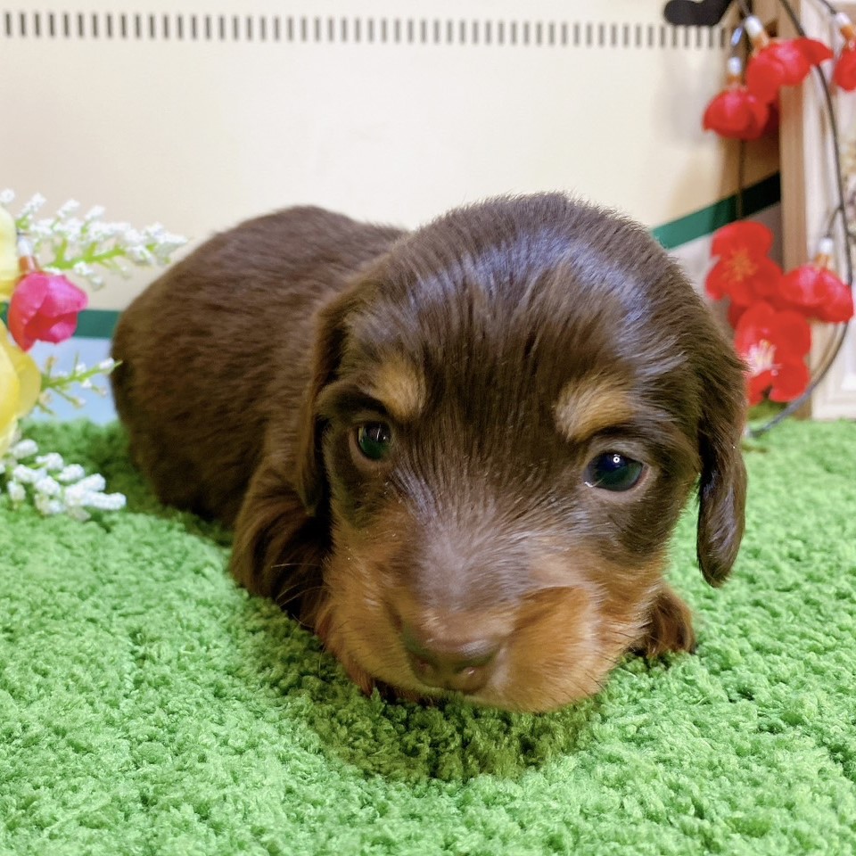 ミニチュアダックス　女の子<BR>2023年12月1日<BR>チョコレートタン