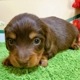 ミニチュアダックス　女の子<BR>2023年12月1日<BR>チョコレートタン
