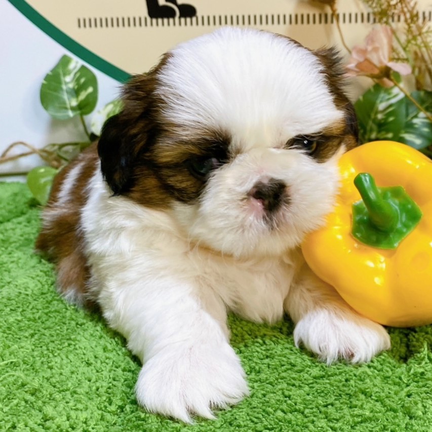 シーズー　男の子<BR>2024年7月19日生まれ<BR>ホワイト＆ブラウン