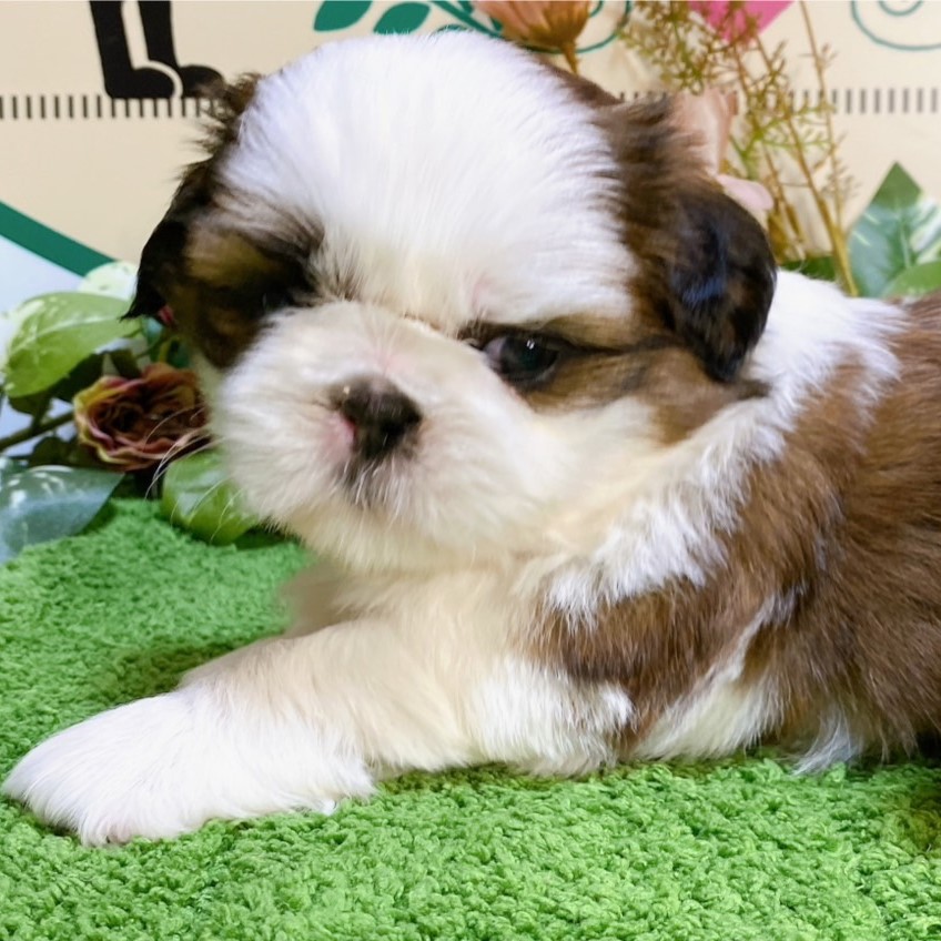 シーズー　男の子<BR>2024年7月19日生まれ<BR>ホワイト＆ブラウン