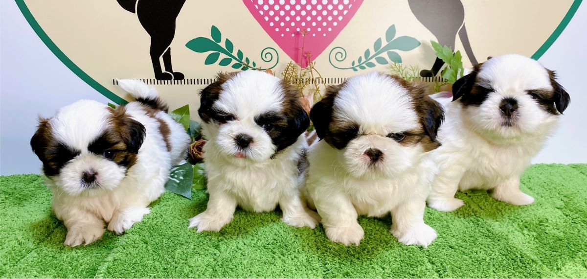 シーズー　男の子<BR>2024年7月19日生まれ<BR>ホワイト＆ブラウン