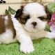 シーズー　男の子<BR>2024年7月19日生まれ<BR>ホワイト＆ブラウン
