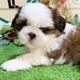 シーズー　男の子<BR>2024年7月19日生まれ<BR>ホワイト＆ブラウン