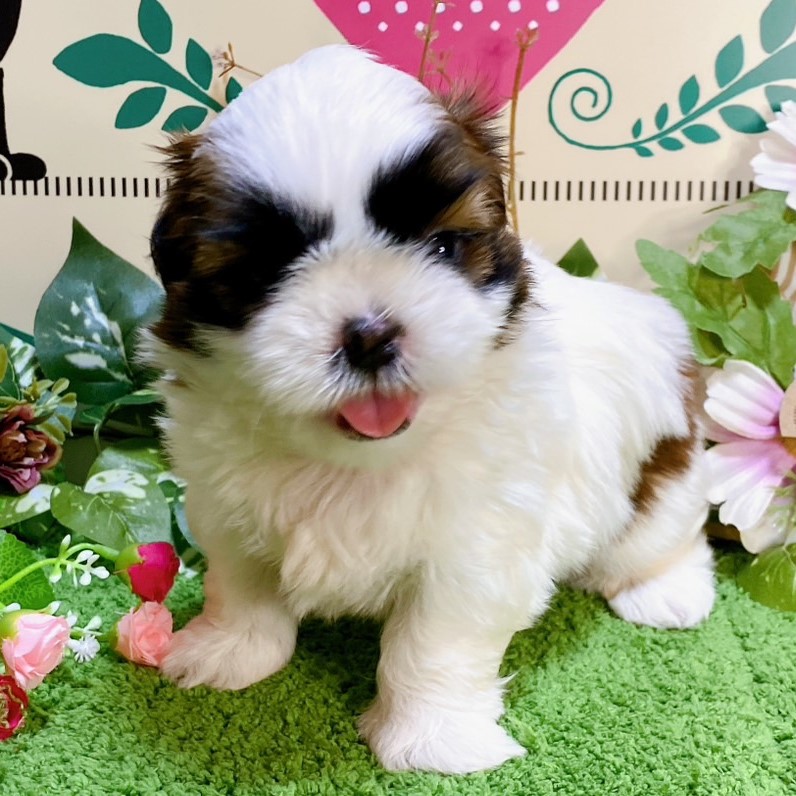 シーズー　女の子<BR>2024年7月19日生まれ<BR>ホワイト＆ブラウン