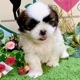 シーズー　女の子<BR>2024年7月19日生まれ<BR>ホワイト＆ブラウン