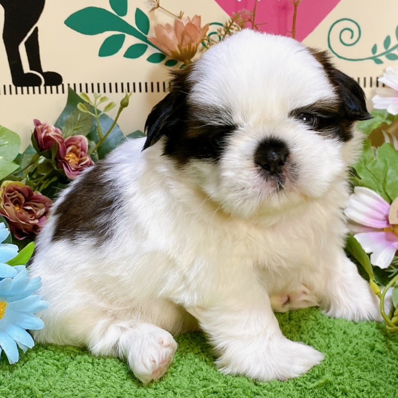 シーズー　男の子<BR>2024年7月19日生まれ<BR>ホワイト＆ブラウン