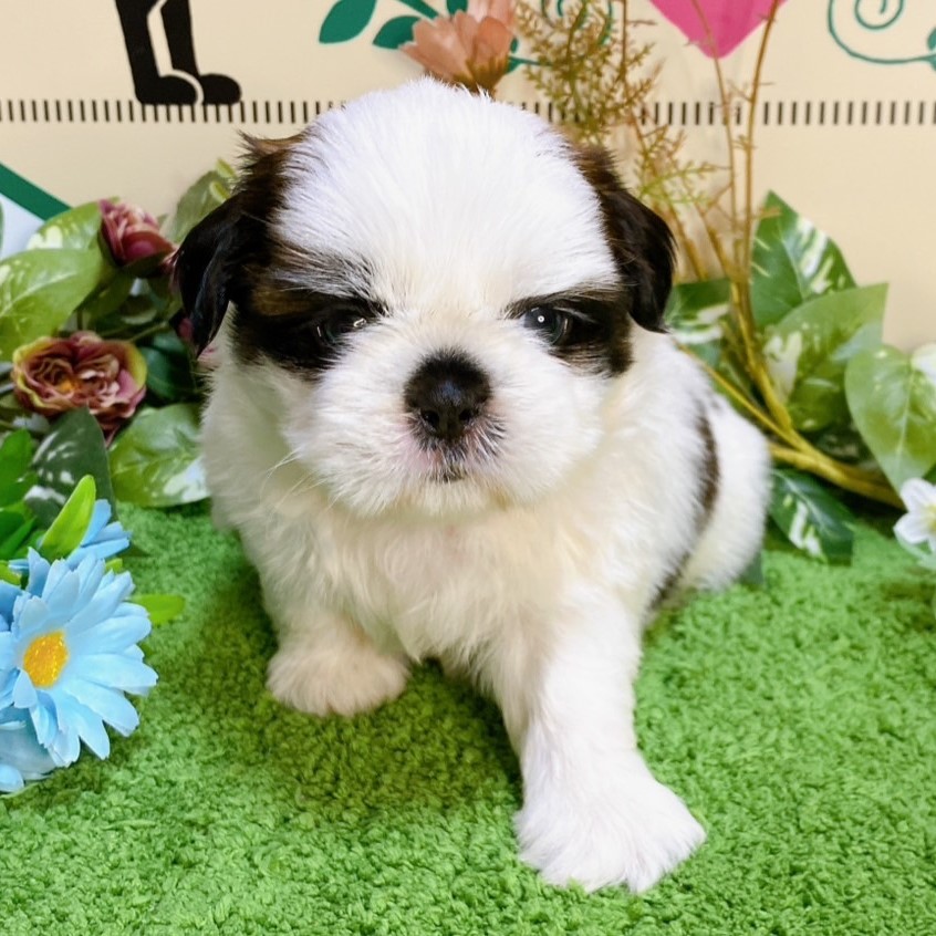 シーズー　男の子<BR>2024年7月19日生まれ<BR>ホワイト＆ブラウン