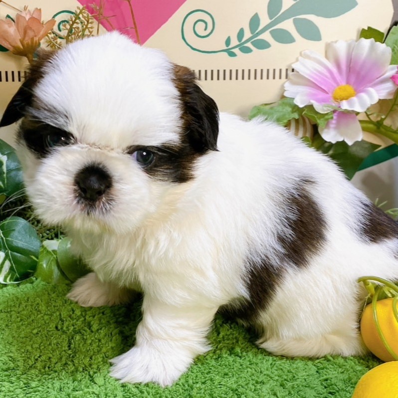 シーズー　男の子<BR>2024年7月19日生まれ<BR>ホワイト＆ブラウン