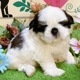 シーズー　男の子<BR>2024年7月19日生まれ<BR>ホワイト＆ブラウン