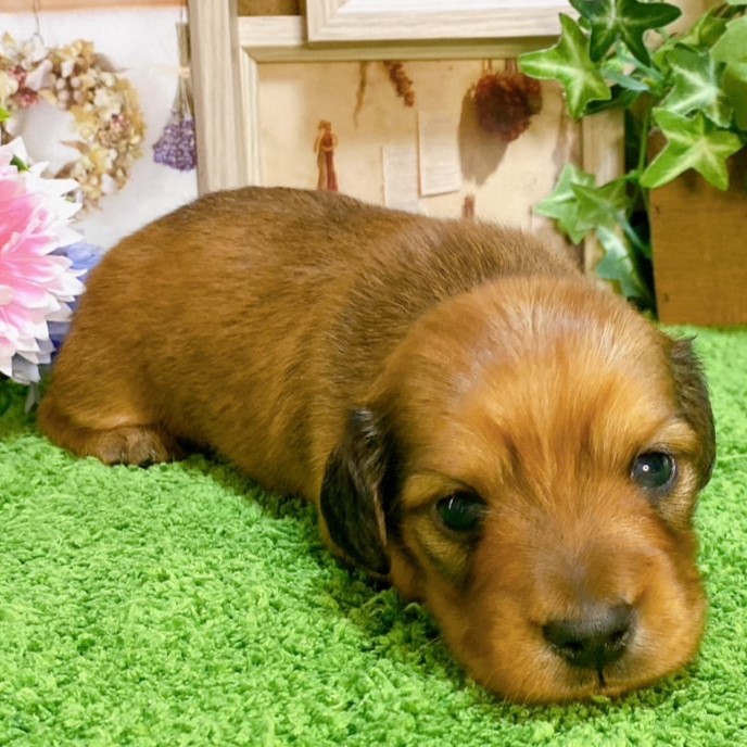 ち*♪様 木彫り　ダックスフント(レッド) ち*♪様 木彫り ダックスフント(レッド) ち*♪様 木彫り