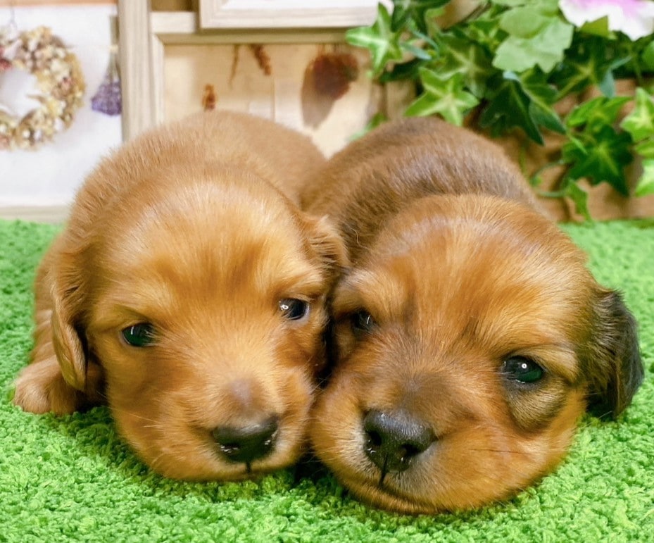 実寸大　ミニチュアダックス　レッド ダックスフント レッド | Haniibaaz