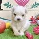 マルチーズ　男の子<BR>2023年12月11日生まれ<BR>ホワイト