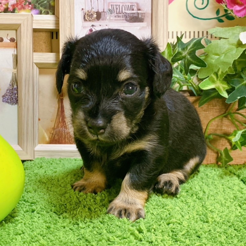 MIX（ﾁﾜﾜ×ﾐﾆﾁｭｱﾀﾞｯｸｽﾌﾝﾄﾞ）<BR>2024年8月8日生まれ<BR>ブラックタン