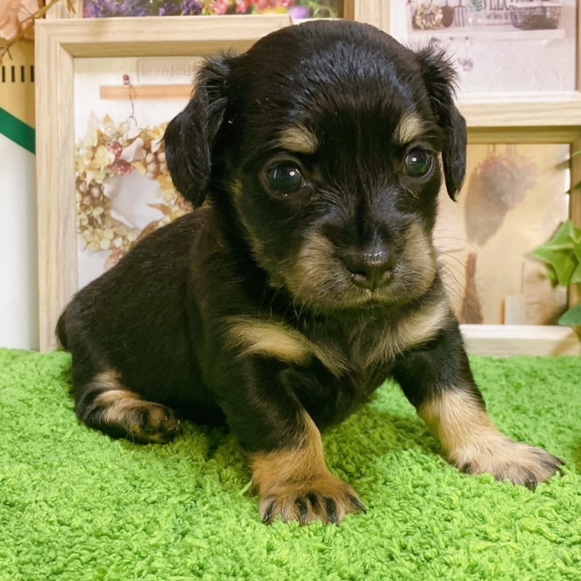 MIX（ﾁﾜﾜ×ﾐﾆﾁｭｱﾀﾞｯｸｽﾌﾝﾄﾞ）<BR>2024年8月8日生まれ<BR>ブラックタン