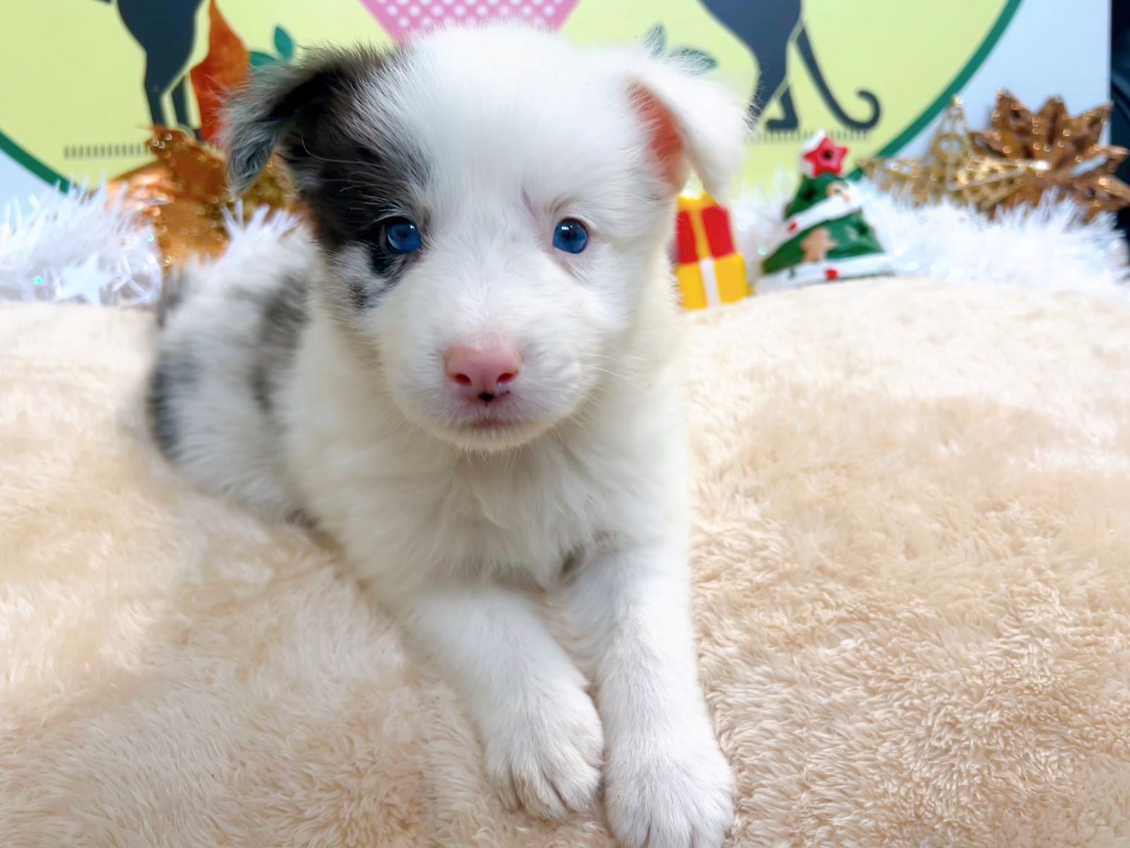 ボーダーコリー 男の子<BR>2024年9月19日生まれ<BR>ブルーマール