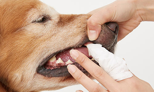 �������˥å� ���åȥ󥷡��ȡ�80�������