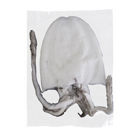 �夤���λɿ�