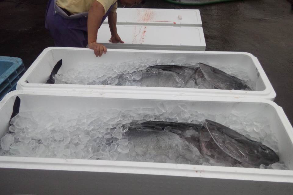 マグロ発泡スチロール マグロ箱（S)蓋付 内寸1200*400*300㎜の販売ページ| 発泡スチロール箱