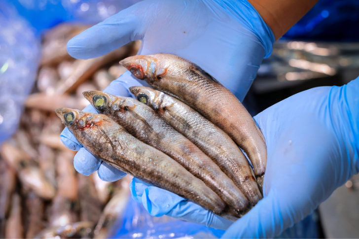 めひかりの刺身