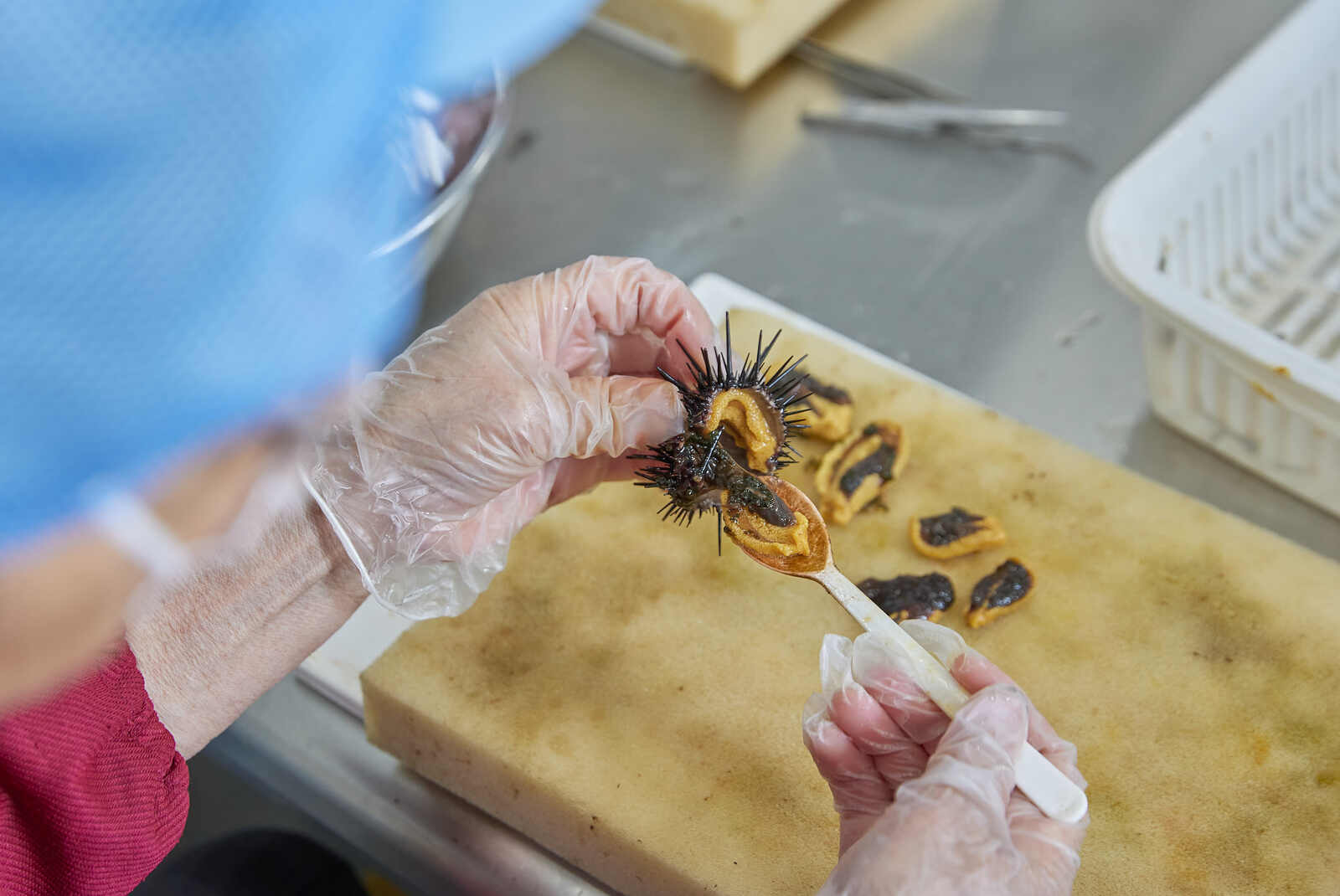 【新物】2025年いわき産うに貝焼き(1個)【お中元・夏ギフトにオススメ】