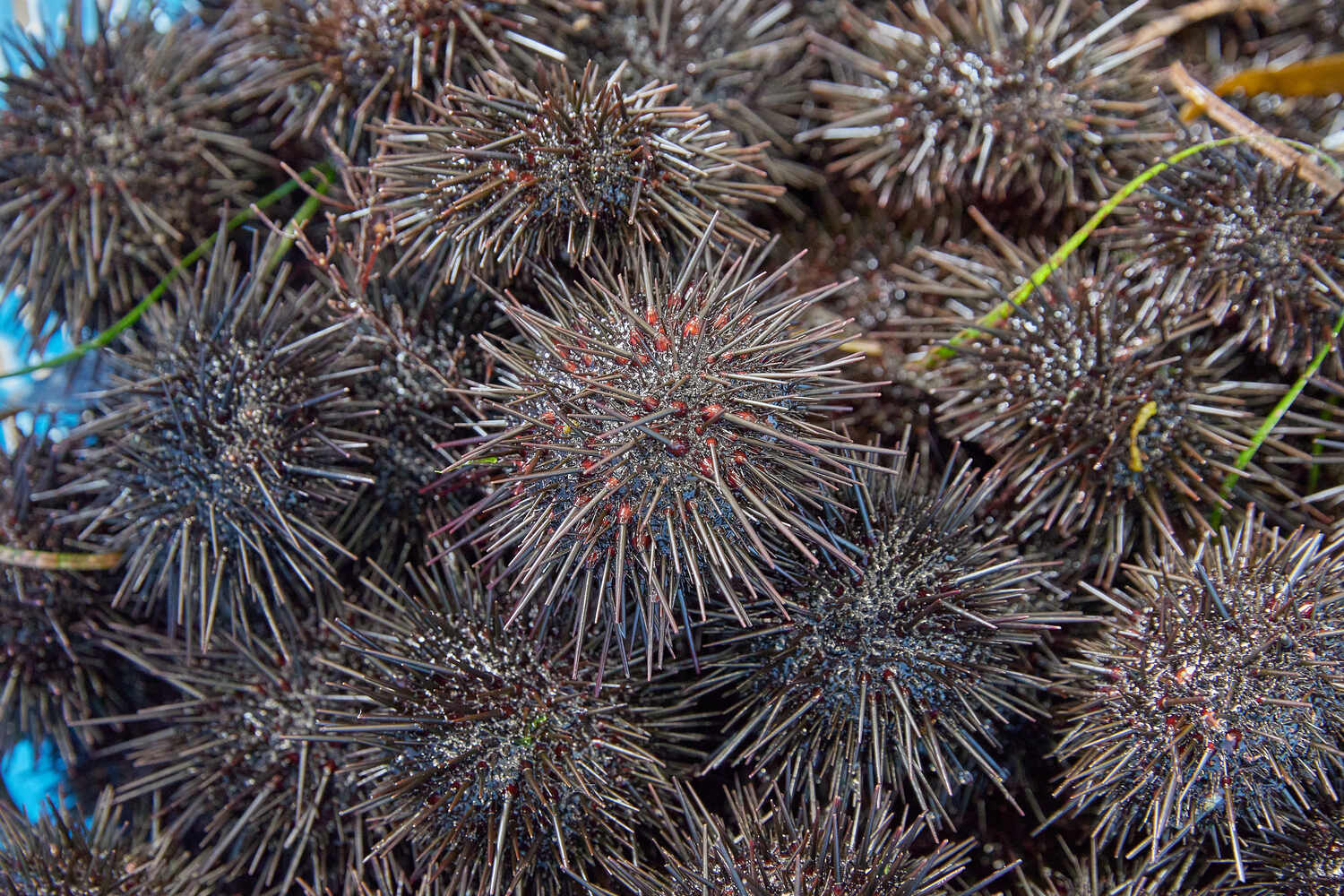 【新物】2025年いわき産うに貝焼き(1個)【お中元・夏ギフトにオススメ】