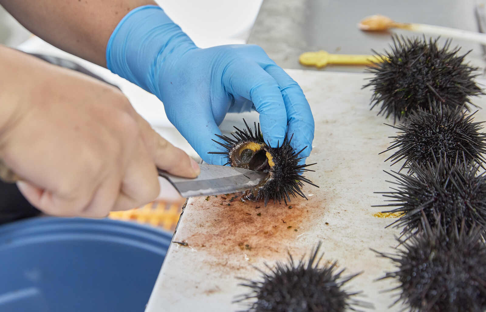 【新物】2025年いわき産うに貝焼き(1個)【お中元・夏ギフトにオススメ】