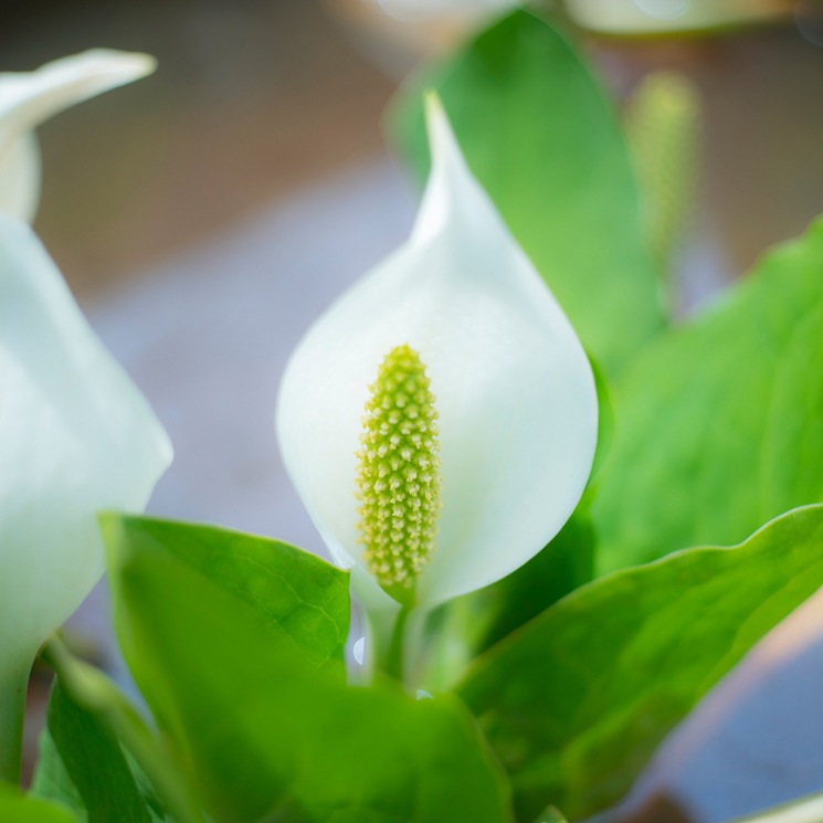 �����ܼ�ۿ��ξ� Artist Series �ǥ����ȥ��� 2023 ���ݴ���<300ml>