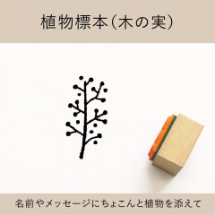植物標本（木の実） ゴム印 （a-023）|植物・花|モチーフで探す