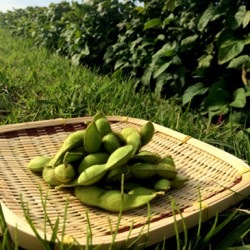 丹波篠山産　黒大豆枝豆