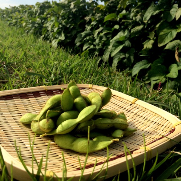 丹波篠山産　黒大豆枝豆