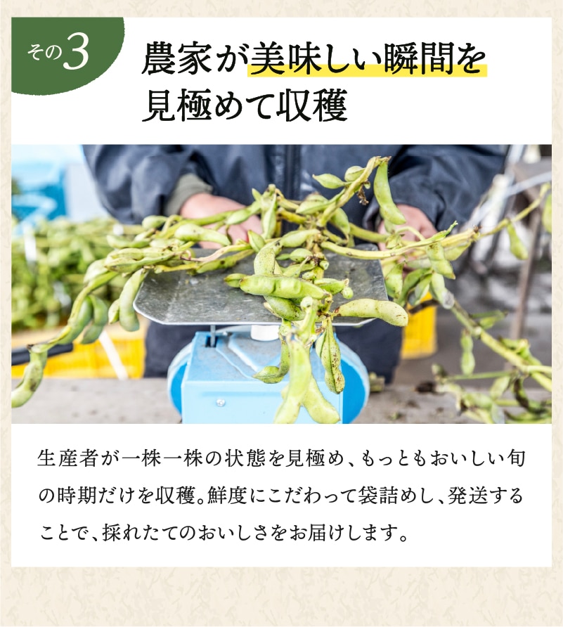 訳あり黒枝豆【WEB限定】10月中旬（14日頃）より順次発送｜【令和8年度産】丹波篠山産 訳あり黒枝豆 3kg (1箱)・５kg (1箱)