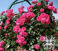 �ݥ�ݥͥå� &reg; / Pomponella / 6��ż��������ݥå�