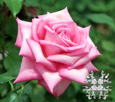 �����ǥ��󥰡��٥� &reg; / Wedding Bells / 6��ż��������ݥå�