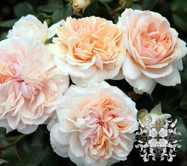 �����ǥ󡦥��֡��������� &reg;  / Garden of Roses / 6��ż��������ݥå�