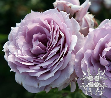 �Υ������ꥹ &reg;  / Novalis / 6��ż��������ݥå�